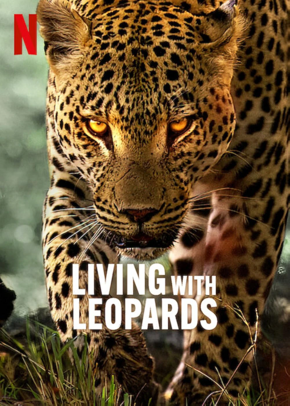 Phim Living with Leopards - Living with Leopards (2024)